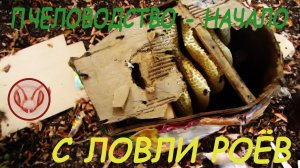 Ловля Роёв Картонные ловушки BeeTree Опыт Четырёх Сезонов