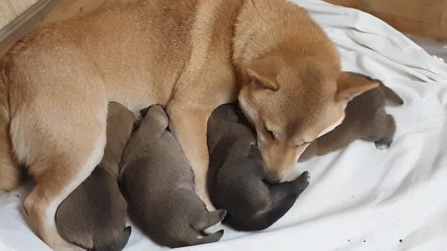 #huskiesterra, #husky, #сиба-ину Они открыли глазки