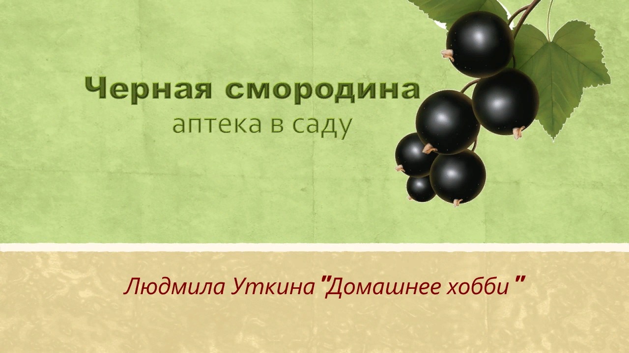 Кладесь. Черная смородина кладезь витамина с. Микроэлементы для смородины. Чёрных ягод пышный куст. Черных ягод пышный куст хороши они на вкус.