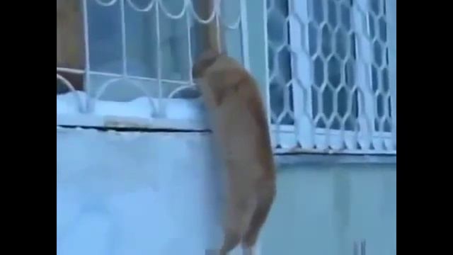 ПРИКОЛЫ С КОШКАМИ Лучшие и котами смеяться до слез! Танцующие животные приколы! смотреть онлайн