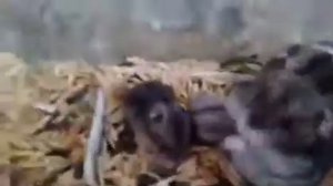 Разведение джунгарских хомячков в домашних условиях