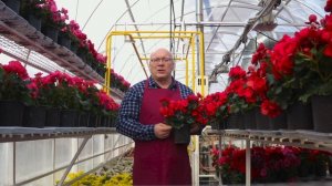 Уход за бегонией Элатиор