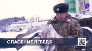 В Нижнекамске на Пионерском озере спасли лебедя с поврежденным крылом