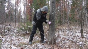 Заработать на дикоросах. В лес на сбор живицы.