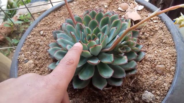 Echeveria Polidonias смотреть онлайн