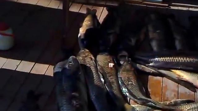 Подводная охота. Сазана немеряно смотреть онлайн