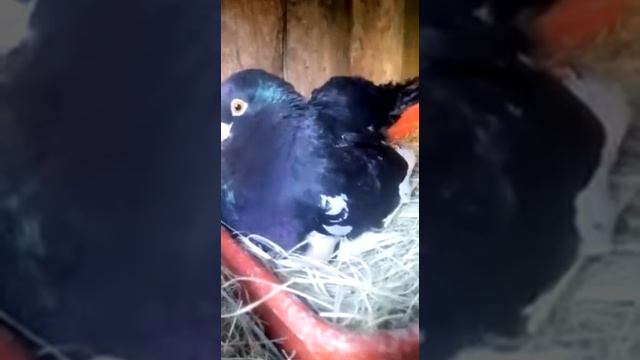 Шок голубь на куриных яйцах ) смотреть онлайн