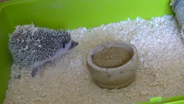 Опасные продукты для ежиков. смотреть онлайн