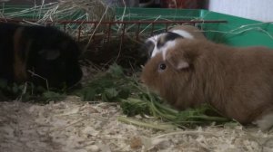 Кормление морских свинок american teddy guinea pig