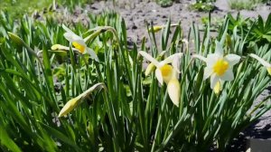 первые цветения , 16 мая