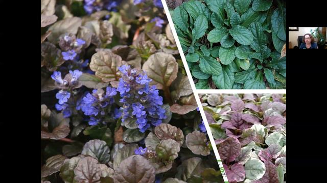 Shade Gardening - Part 3 смотреть онлайн