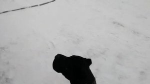 Кане Корсо зимой на снегу, вольерное содержание.