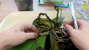 купил орхидеи с гнилыми корнями / СТОИТ ЛИ ТАКИЕ ПОКУПАТЬ?  чистим корни орхидей / ПРЕВИКУР