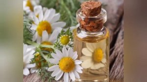 Ромашка польза и вред