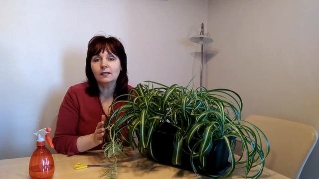 ХЛОРОФИТУМ //  УХОД  ЗА  РАСТЕНИЕМ