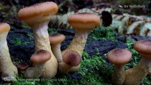 Опенок толстоногий  (Armillaria lutea)