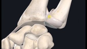 Дистальный лучелоктевой сустав (art.radioulnaris distalis) 3D Анатомия