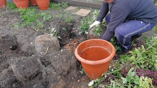 Хотите БОЛЬШОЙ УРОЖАЙ ОВОЩЕЙ- готовьте грядки с осени. Урожай моркови смотреть онлайн