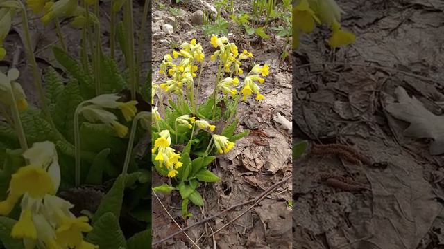 Примула цветет в весеннем лесу #примула #цветы #дача #весна #красота #flower #flowering #flowers