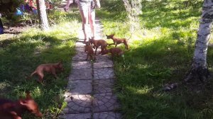 Чирнеки щенки, питомник Миа Санто'C