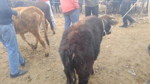 шанбе  бозори комунизм фархор 18: 11:2023