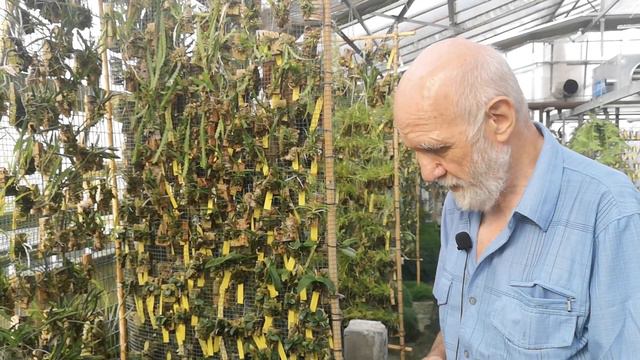 Seminare orchidee, Brassocattleya DiPozzi Astrea смотреть онлайн