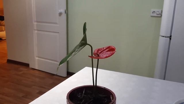 Уход, полив, антуриума, 2 часть. смотреть онлайн