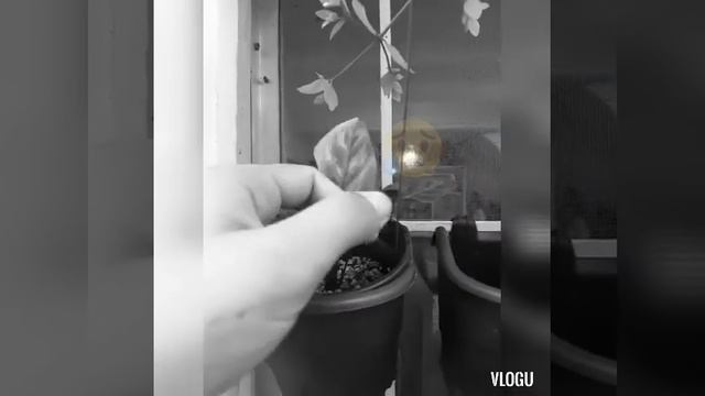 Calathea Makoyana | Peacock Prayer Plant | Care Tips смотреть онлайн