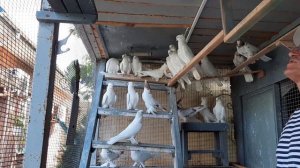 Фильм третий   Андижанские (узкочубые) голуби