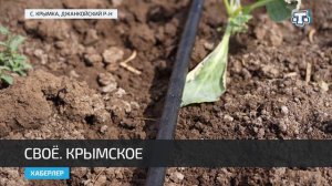 В Крыму в самом разгаре сбор урожая