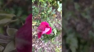 Iceberg Burgundy Floribunda Rose Shrub