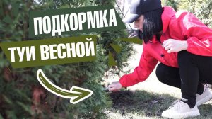 Чем СРОЧНО подкормить тую весной ✔️ Советы из личного опыта