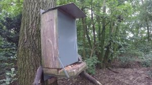 UK GREY SQUIRREL HUNTING - Air Arms S510 Ultimate Sporter .177 (Sub 12)