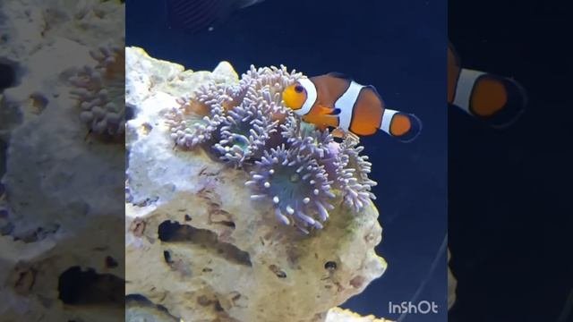 Clownfish Nemo & Duncan Coral/ рыбка-клоун и твердый коралл