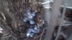 Вешенка. Вирощування вешенки дома на пнях. Мій досвід як виростити вешанку. Вешка урожай 2020