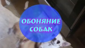Самые интересные факты о собаках! Почему собаки облизывают нос! Неизвестные факты о собаках!