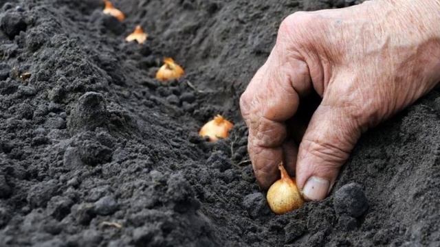 Посадка лука под зиму смотреть онлайн