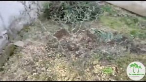 Понцирус трёхлисточковый летящий дракон. Poncirus trifoliata "Flying Dragon"