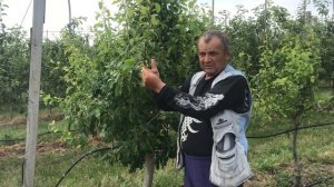 Особенности карликового интенсивного грушевого сада.