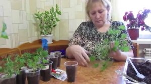 Размножение королевской пеларгонии. // Как просто укоренить королевскую пеларгонию