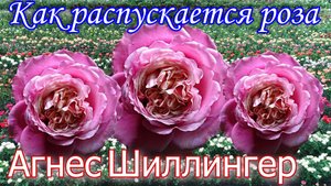Как распускается роза Агнес Шиллингер (Чайно гибридная)Timelapse Rose Agnes Schillinger (Massad)