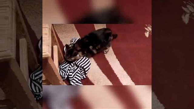 кошка кайфует от мужских феромонов