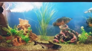 Аквариумные рыбки астронотусы и попугайчики - Aquarium fish astronotus and parrots. 10 марта 2022 г