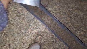 Примут ли куры петуха в курятник? Нужно оплодотворённое яйцо, как подсадить петуха в курятник.