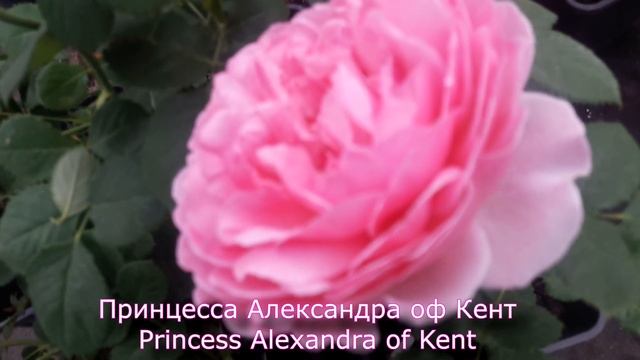 Розы от Татьяны - Принцесса Александра оф Кент/Princess Alexandra of Kent смотреть онлайн