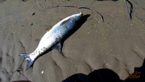 Атака Жереха река Волга напротив города Вольск остров Серёдыш.