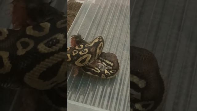 !кормление! #рекомендации #reels #рептилии #змея #snake #animal #эублефар #reptile #рептилия #pet смотреть онлайн