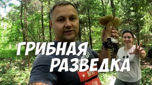 Грибная разведка - белые, подберёзовики, лисички!