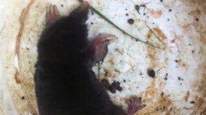 Как поймать крота на даче.