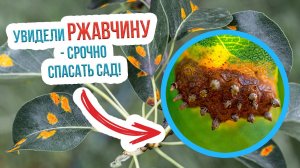 Откуда берется ржавчина на деревьях и как бороться с ржавчиной на груше и яблоне